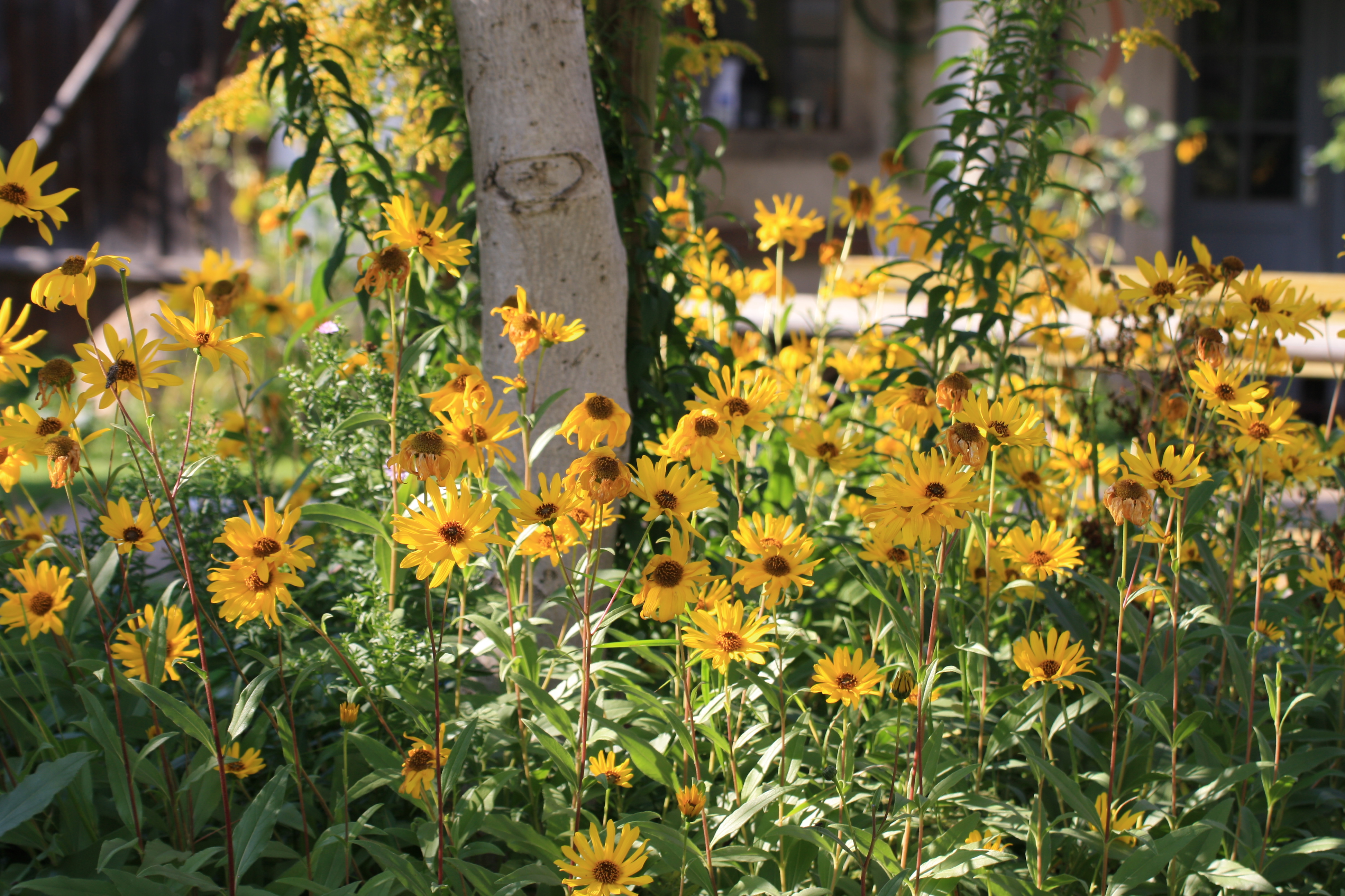 hochwachsende gelbblühende Blumen