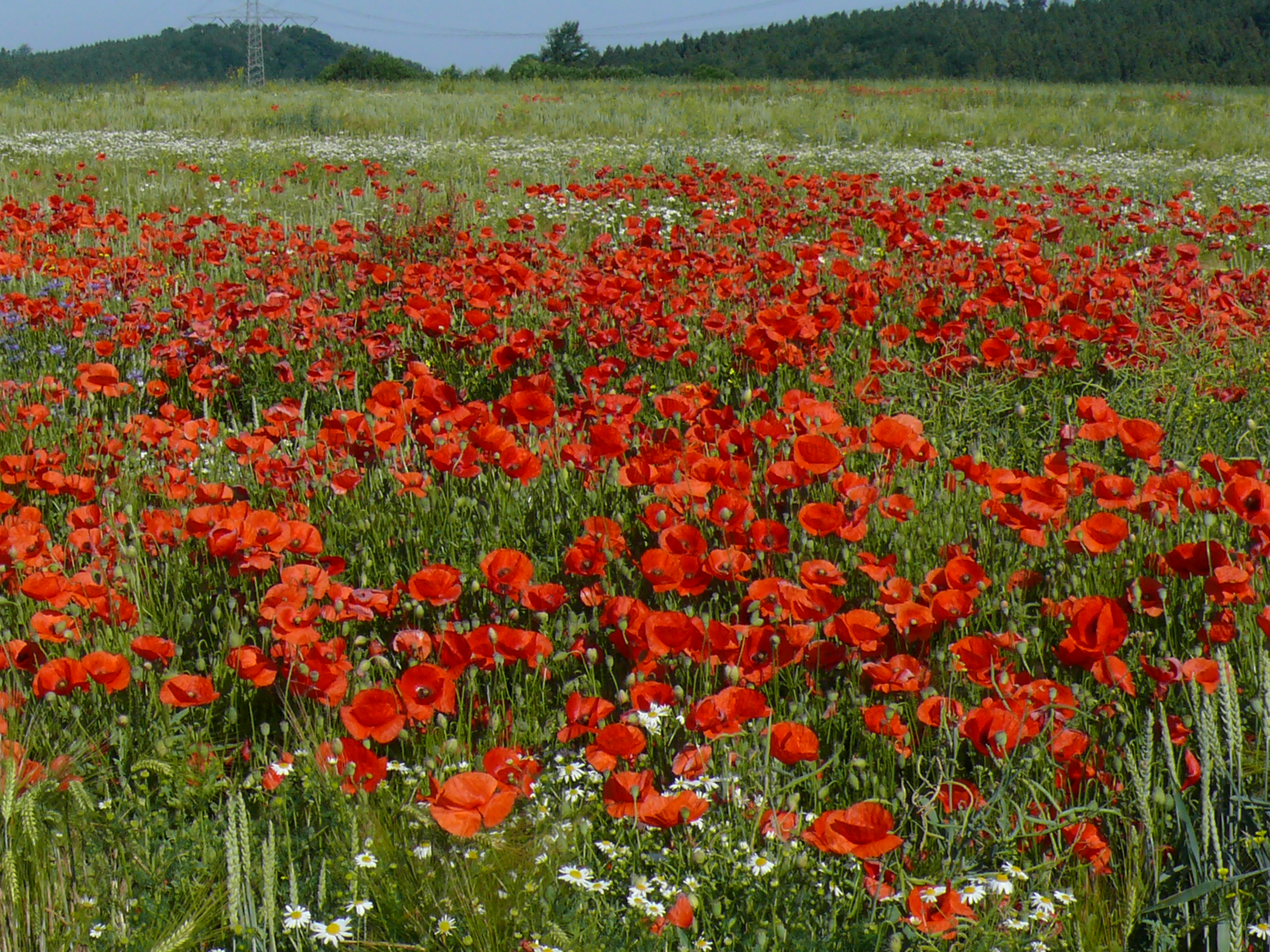 Feld mit vielen roten Mohmblumen