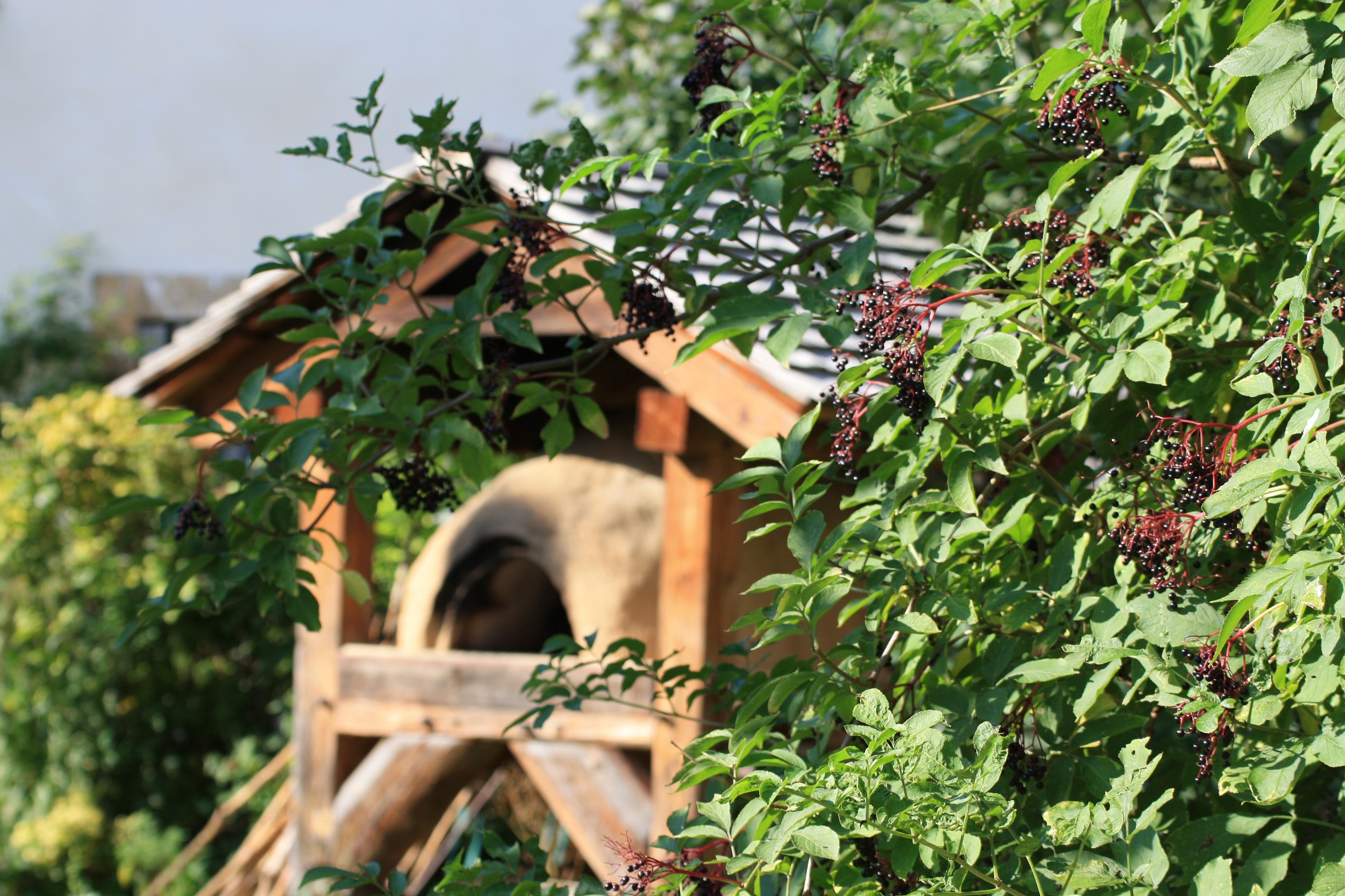 großes Vogelhaus und grüner Strauch