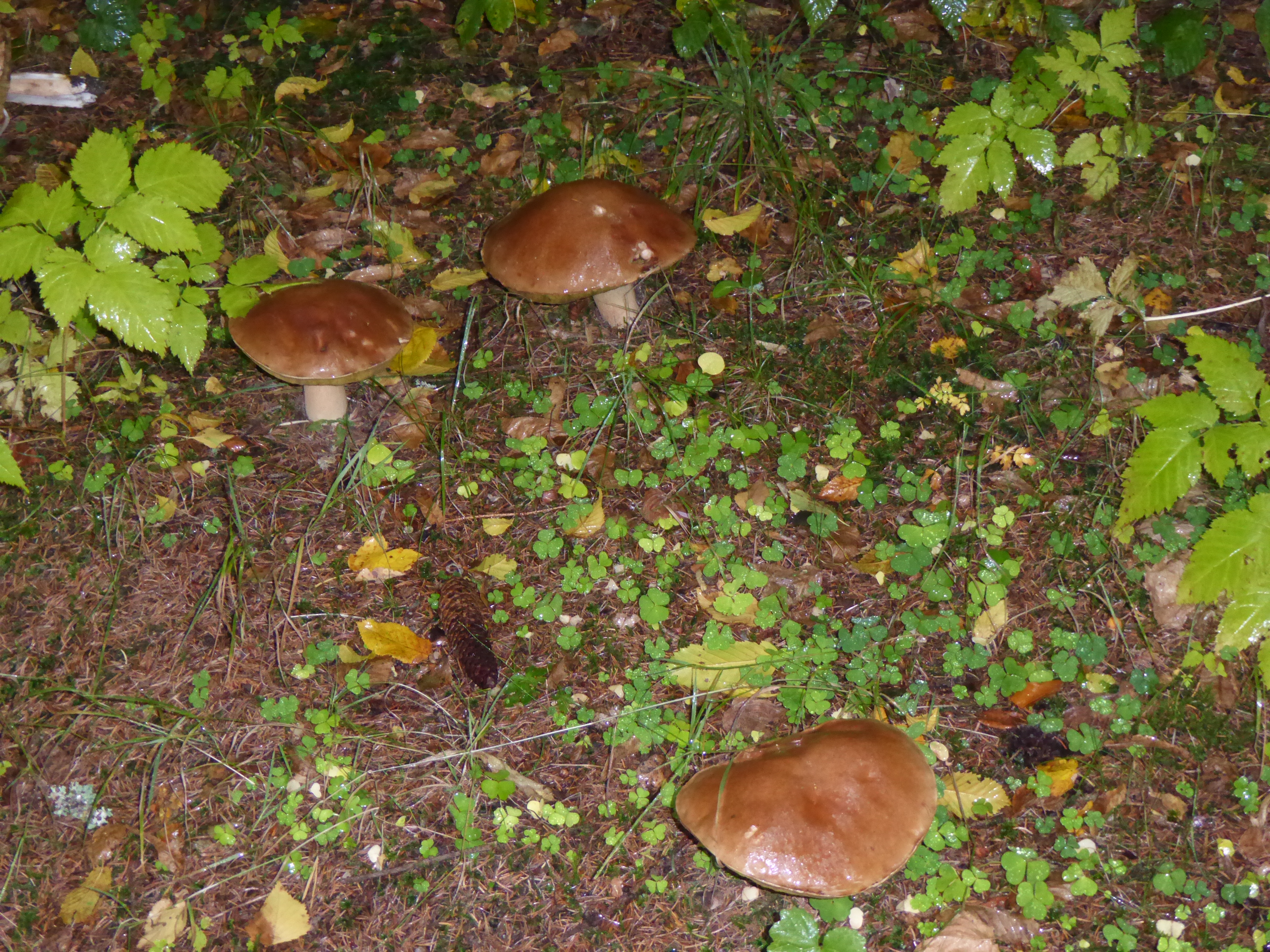 Drei braune Pilze auf dem Waldboden