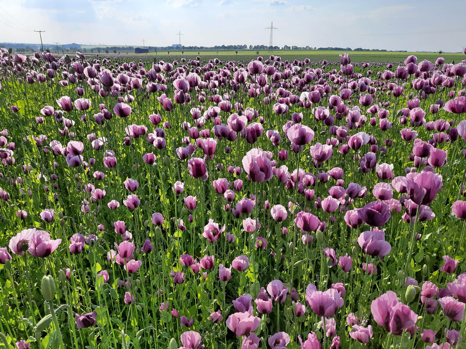 Eine Wiese mit lila-weißen Blumen