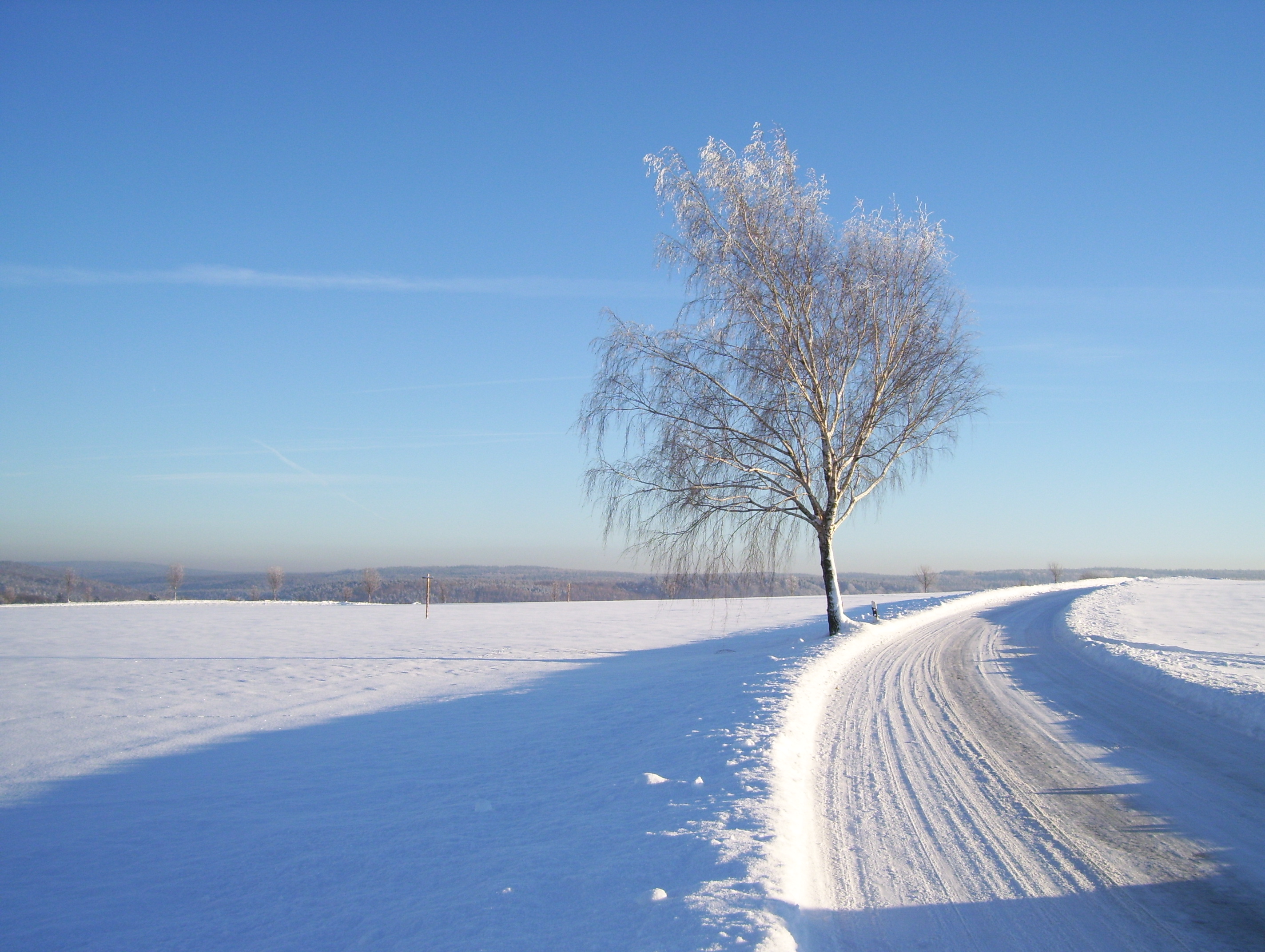 Eine beschneite Wiese, ein Weg und ein einzelner Baum.