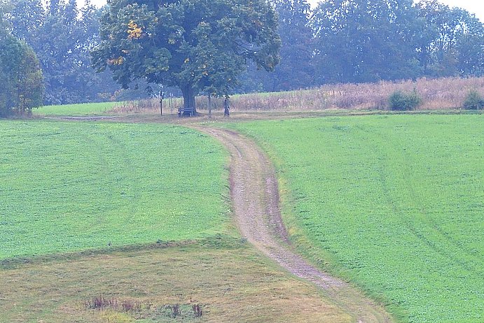 Weg,der durch eine Feldlandschaft führt und Bäume im Hintergrund.